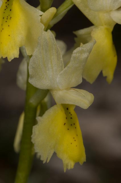 orchidea bolognese